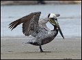 _8SB8435 brown pelican